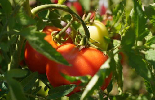 Quinta do Areal - Foto 48