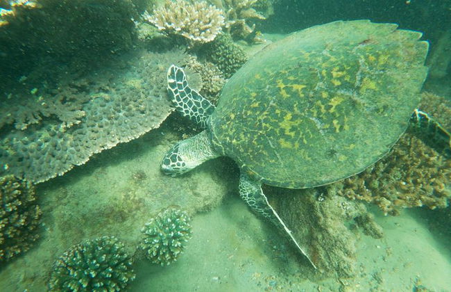 Moreton Island Get Wrecked - Escursione di un giorno intero - Foto 7
