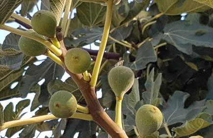 Casa Shyshka country cottage - Foto 48