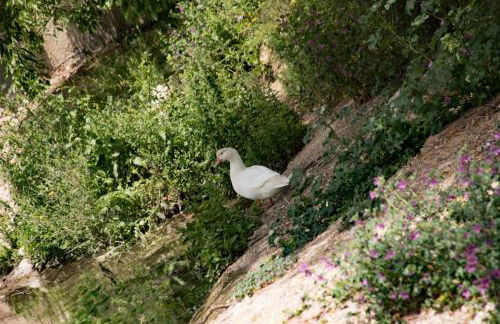 AT Restaurante El Palacil - Foto 65