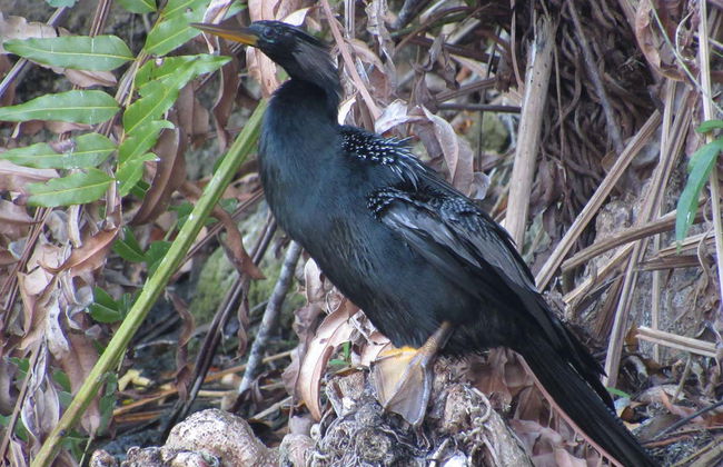 Bird Spotting in Sian Kaʼan Biosphere Reserve - Foto 6