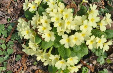 SO MAGIC - La casa nel bosco - Foto 57