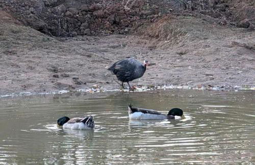 Gerrie's Place at Figment Ranch Foundation Animal Sanctuary near Round Top Texas - Foto 20