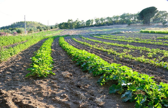 Vecchia Masseria - Foto 49