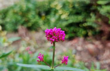 The Silverstone House. Comfort, Convenience and no hassle at the doorstep of Silverstone Race Circuit. - Photo 26