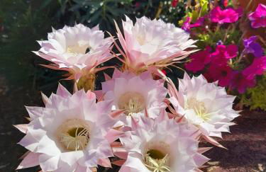 La maison de nonnì - Foto 21