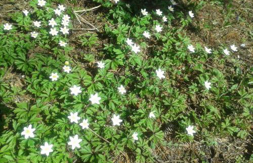 Landhaus Bellecôte - Foto 43
