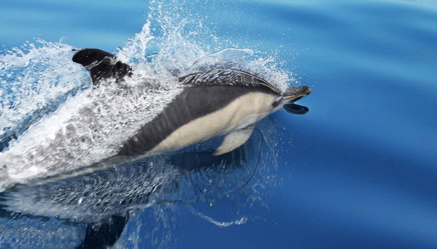 Avistamiento de cetáceos en la isla de Faial - Foto 5, Viendo delfines en su hábitat natural