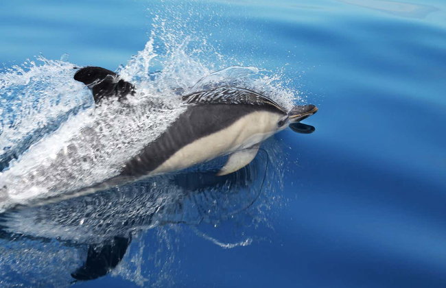 Avistamiento de cetáceos en la isla de Faial - Foto 5