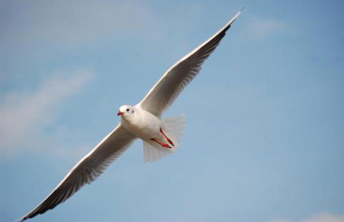Ferienhaus in der Hansestadt mit Blick auf Ostsee - Foto 33
