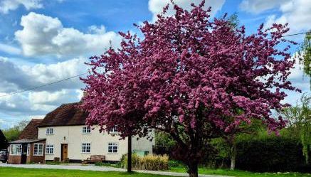 Secluded 16th Century Farmhouse with private grounds - Foto 3