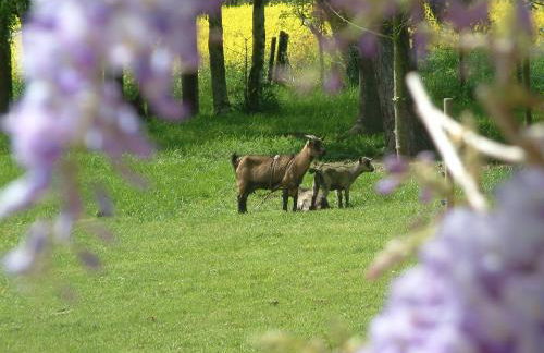 Cottage Prairie Bonheur - Foto 9