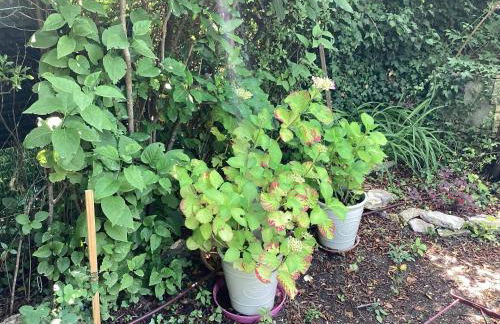 Maison de charme à Vachères avec jardin et vue montagne - Foto 48