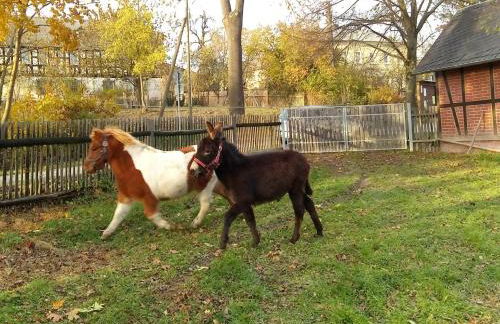 Birkenhof - Photo 62