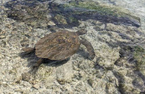 Local Living in Volcano Hawaii Breeze&5 mins to Volcano National Park - Foto 44