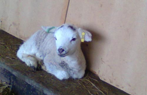 The Haybarn - Foto 59