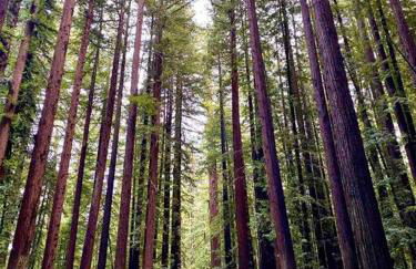 Avenue of the Giants Pepperwood Place (#2) - Foto 22