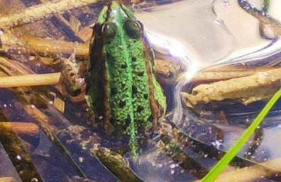 Apartament Baranek Nad Jeziorem - Foto 15