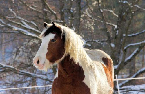 FeWo Die Dittrichs - Foto 18