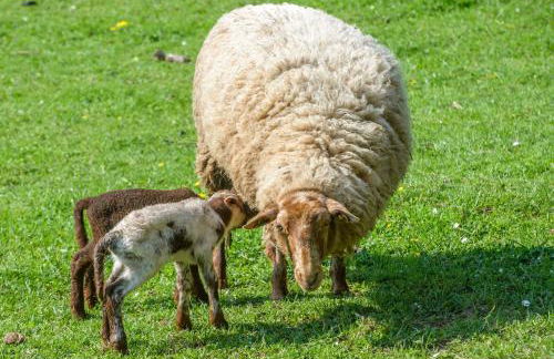 Nengshof Ferienhäuser Sonnenblume und Heublume - Foto 74