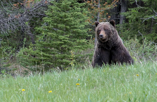 Excursión a un refugio de osos grizzly - Foto 1