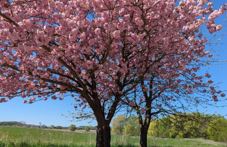 Spatzenhecke - Foto 14