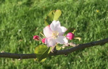 Romantic Rural Break In Countryside Castle Grounds Private Retreat Wizards Rest - Foto 26