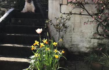 Spring Garden Cottage - Foto 12