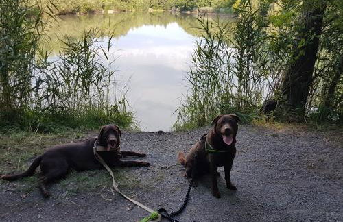 Ferienwohnung Vogelsang - Foto 11