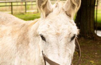 Family Cotswolds Cottage Farm Stay - The Smythy - Foto 37
