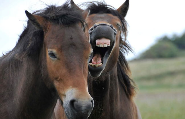 8 Person Holiday Home in Bagenkop - Foto 9