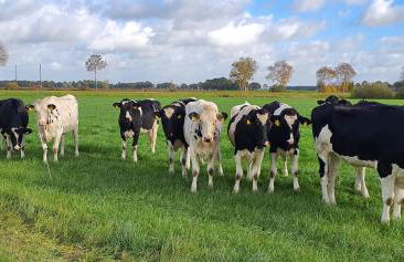 Ferienbauernhof De Slaaphoeve - Foto 52