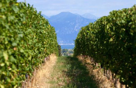 COBUE "Wine resort & Spa" - Foto 54