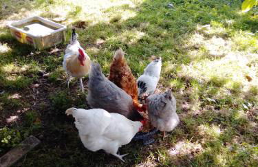 Gästehaus Brunhilde - Foto 28