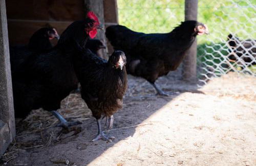 Eco-Domaine La Fontaine - RESIDENCE-SPA - 300 m Plage de la Fontaine aux Bretons - Foto 76