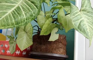 Apartamento Charmoso na frente da praia - Foto 21