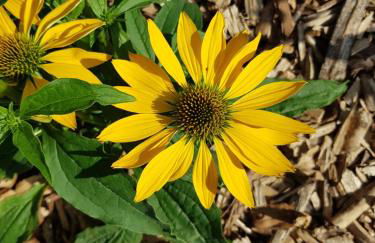 Inselhof Usedom - Foto 27