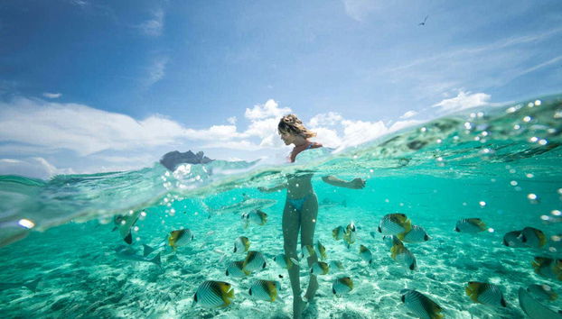 Snorkeling con gli squali