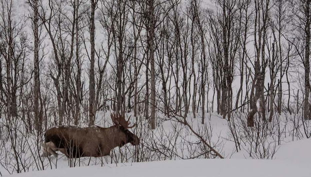 Excursão ao fiorde e ilha de Kvaløya - Foto 3, Vida selvagem no percurso