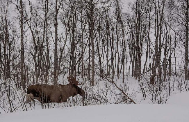 Excursão ao fiorde e ilha de Kvaløya - Foto 3