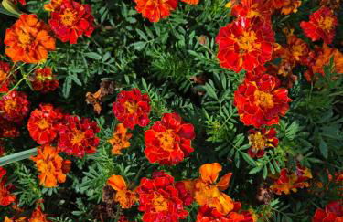 Barrocal Nature Houses - Foto 49