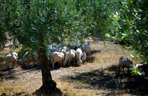 Le Querce di Cota - Foto 78
