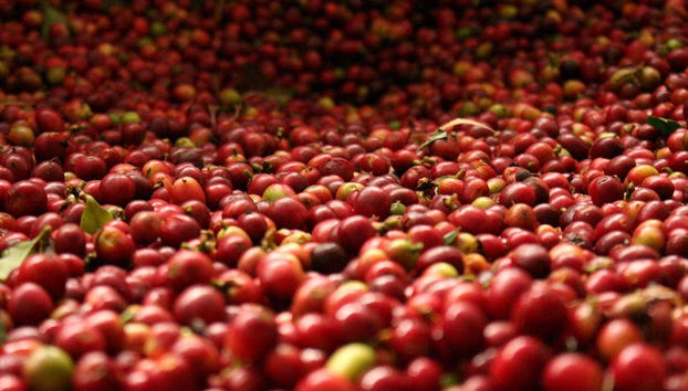 Tour do café por Cali - Foto 3