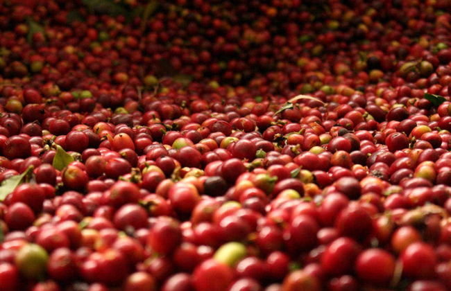 Visite autour du café de Cali - Photo 3