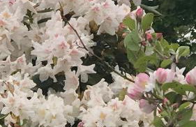 Gîte De L'alliance - Photo 17