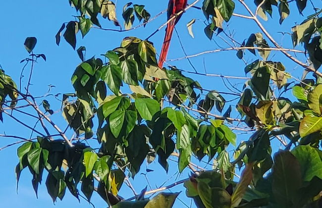 Jaco-carara 3 Bdrm Surrounded by Rainforest With Private Pool - Foto 26