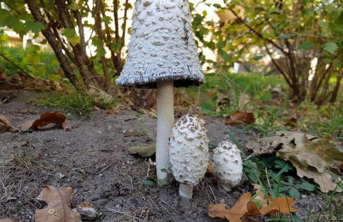 Ferienhaus-Hus-Stine-an-der-Mueritz - Photo 48