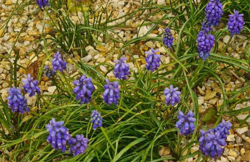 Kêr Neizh Breizh - Gîtes de Charme - Le Petit Châtelier - Foto 6