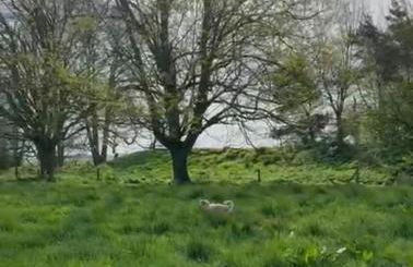 CRESSY HALL - Historic Grade II Listed Manor, Gorgeous Topiary Garden - Foto 74