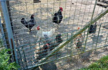 Gîte de la Queune 4 pers - Foto 21